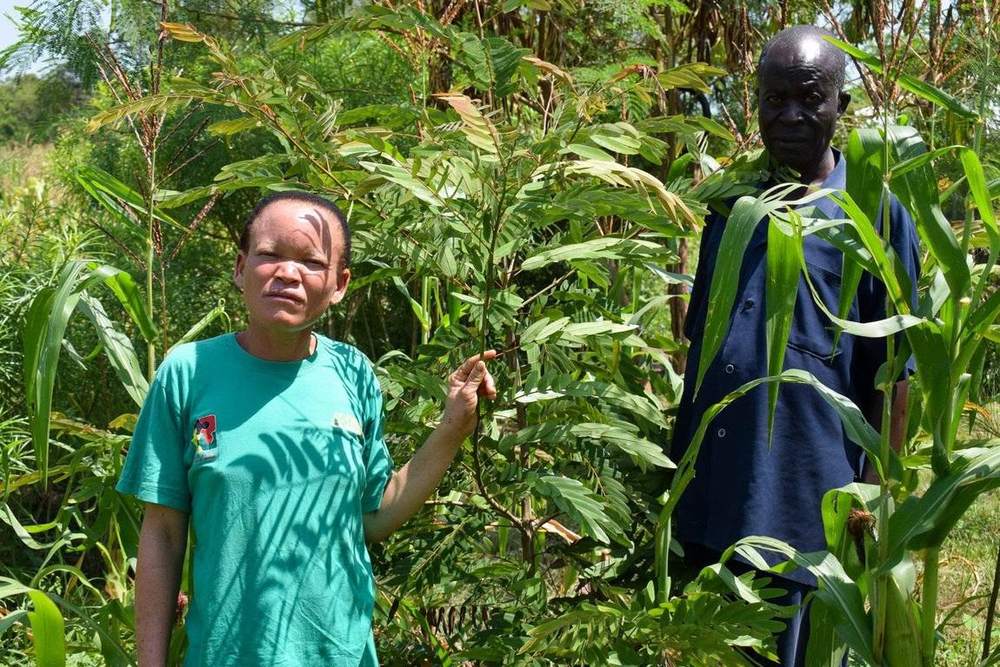 A woman and man with their agroforestry trees and maize